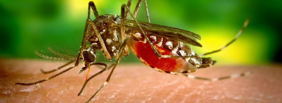 UNDERSTANDING DENGUE FEVER SYMPTOMS RASH